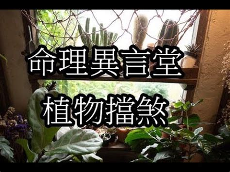 窗戶擋煞植物